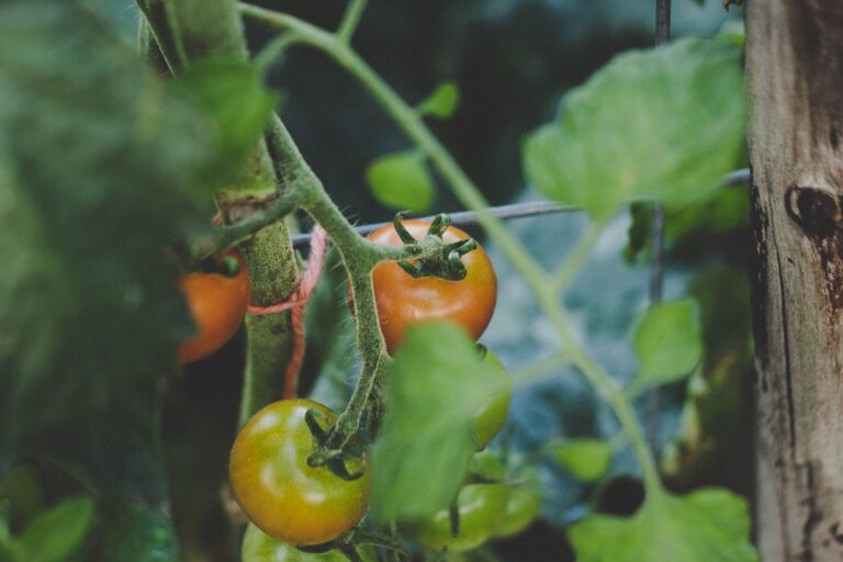 Suas frutas e legumes são lindos. Mas têm os nutrientes adequados?