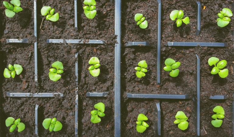 Vamos conversar sobre fertilização do solo