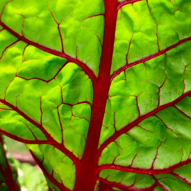 Nutra bem as plantas: sua saúde só tem a ganhar
