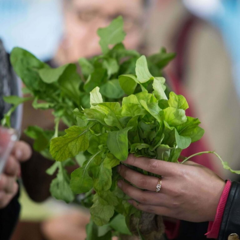 Vegetação no meio urbano: essencial ao ecossistema