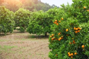 suco de laranja