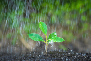 Chuva e perda de nutrientes