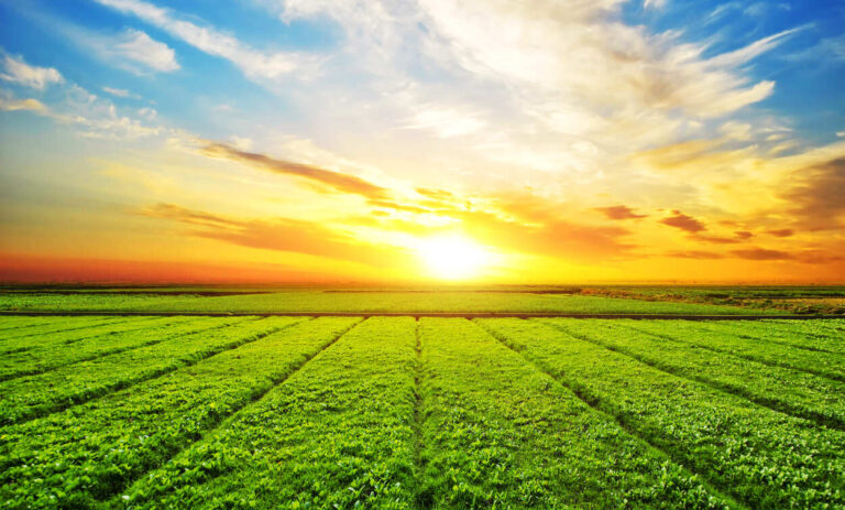 Fertilizantes reduzem gases de efeito estufa