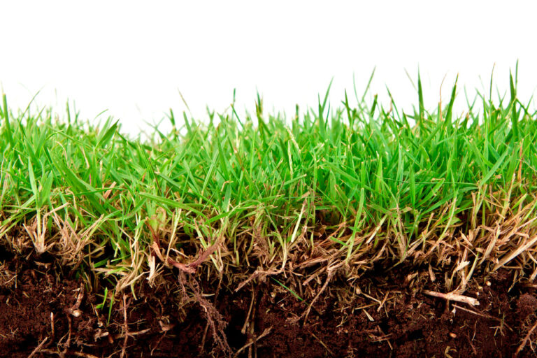 O solo e a planta em um ciclo que promove a vida