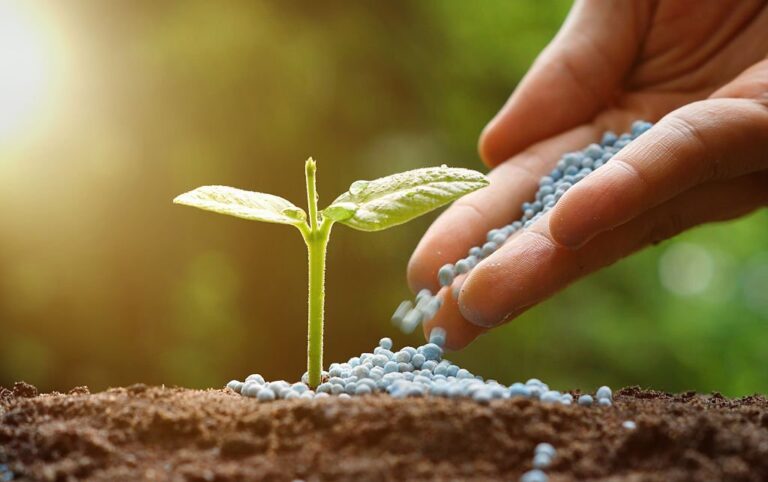 Fertilizantes e Segurança Alimentar em Meio a Crises Globais