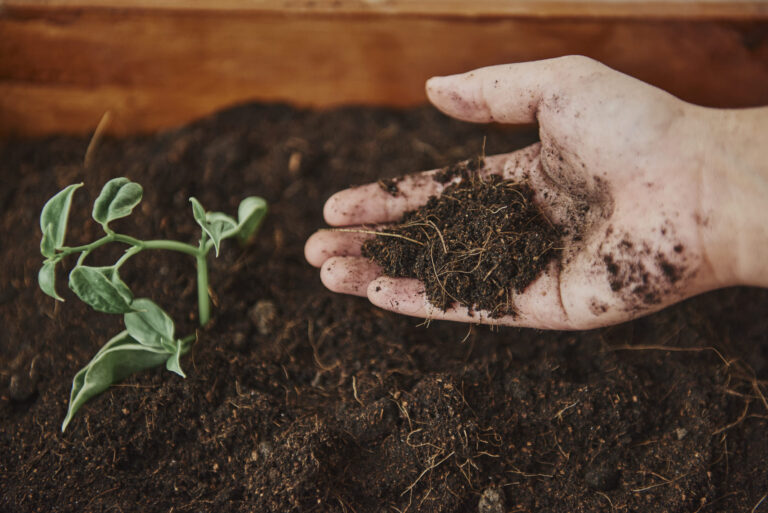 10 fertilizantes caseiros para preparar em casa