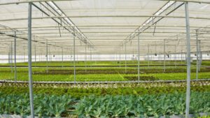 agricultura