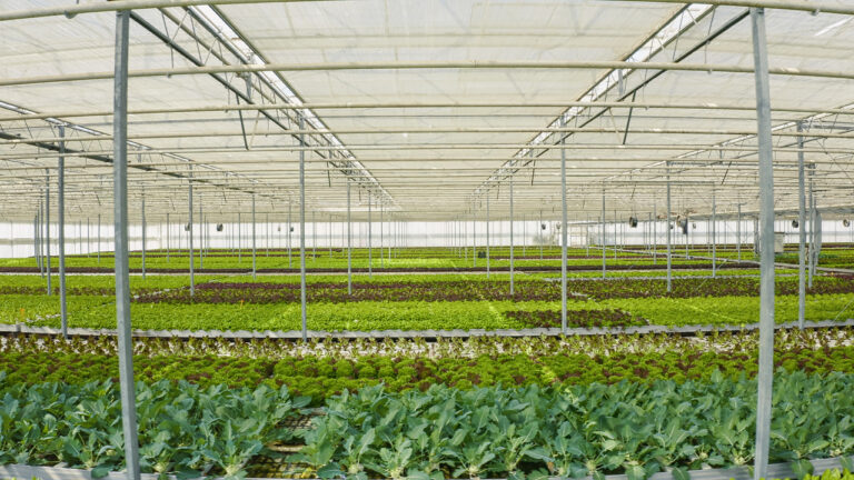 Os diferentes modos de agricultura e a relação com os fertilizantes