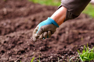 biofertilizantes
