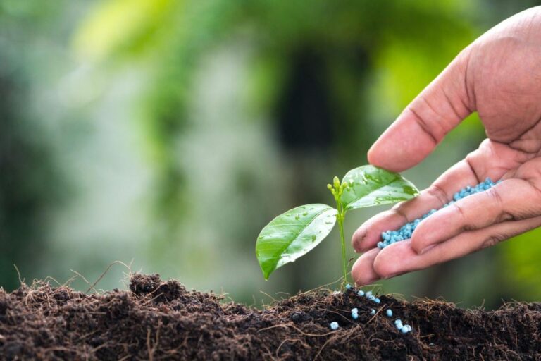 Uso de Fertilizantes e o Crescimento das Plantas