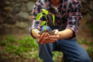 nutrição de solos e plantas