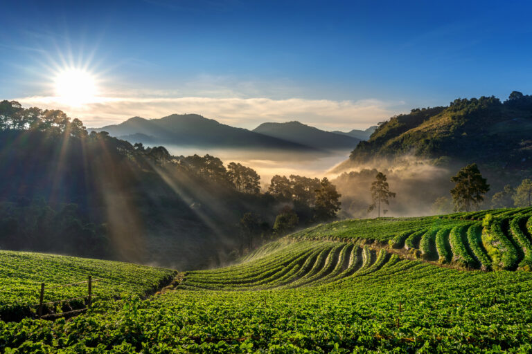 COP28 – Agronegócio brasileiro produzirá mais alimento sem derrubar florestas