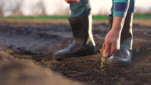trabalhadores rurais
