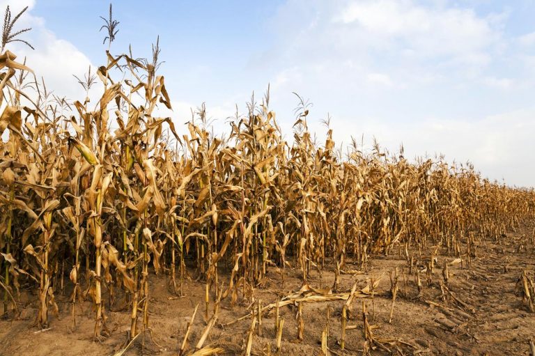 Desafio da seca e o uso de fertilizantes