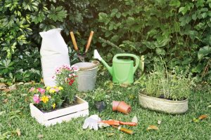 plantas