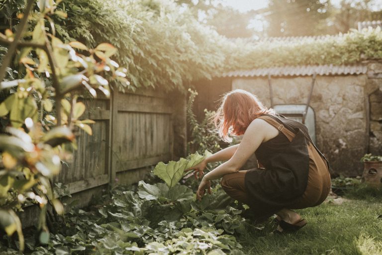 Fertilizantes em plantas domésticas. Quando é hora de usar?
