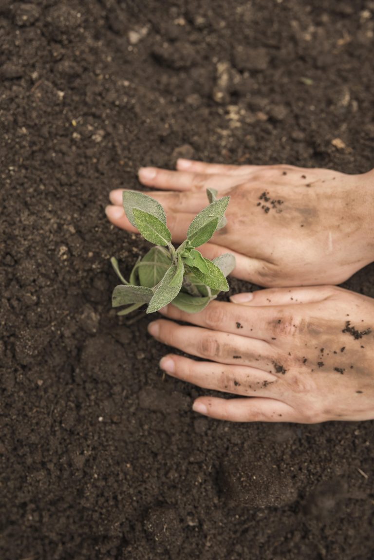 Fertilizantes e seu papel para um mundo sustentável