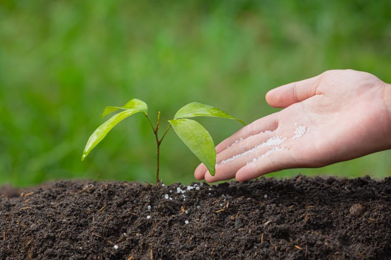 Como escolher o fertilizante ideal para sua planta?