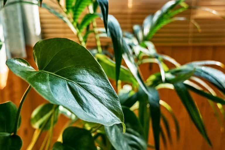 Plantas em casa: é preciso adaptar os cuidados no frio?