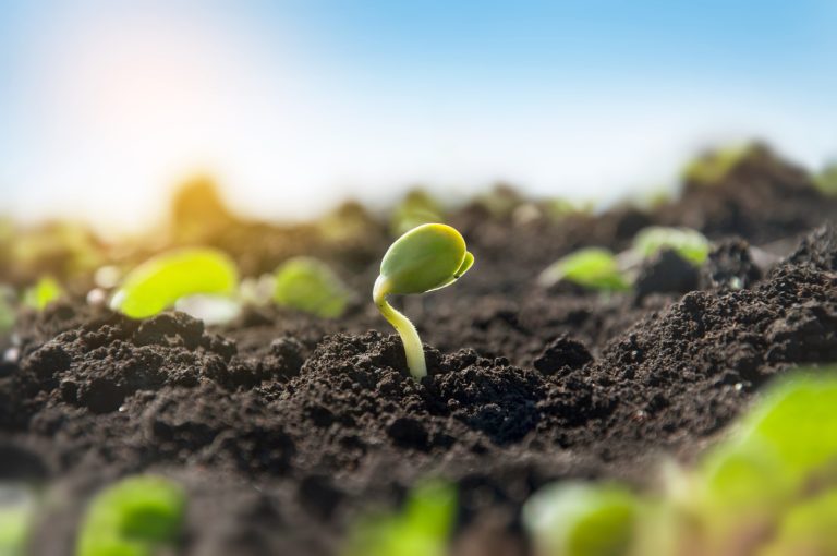 O solo como banco de nutrientes: por que retirar sem repor não é sustentável?