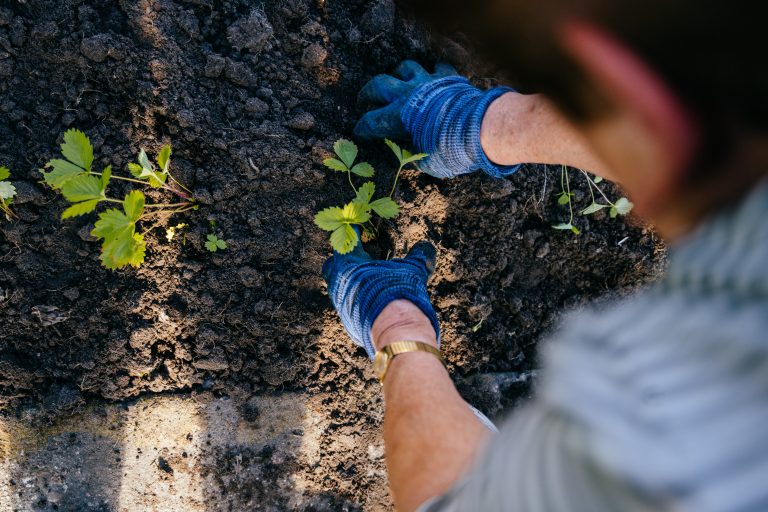 O maior erro de quem cultiva hortas caseiras pode estar no solo